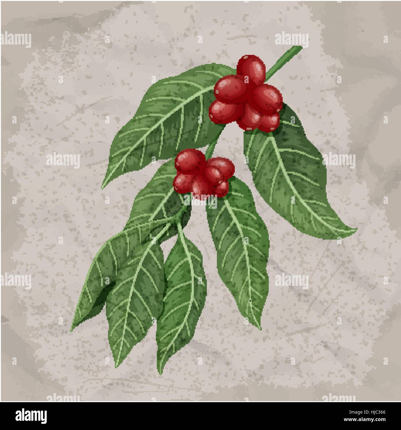 adoption olivenbaum 9 OLIVERES main image 1