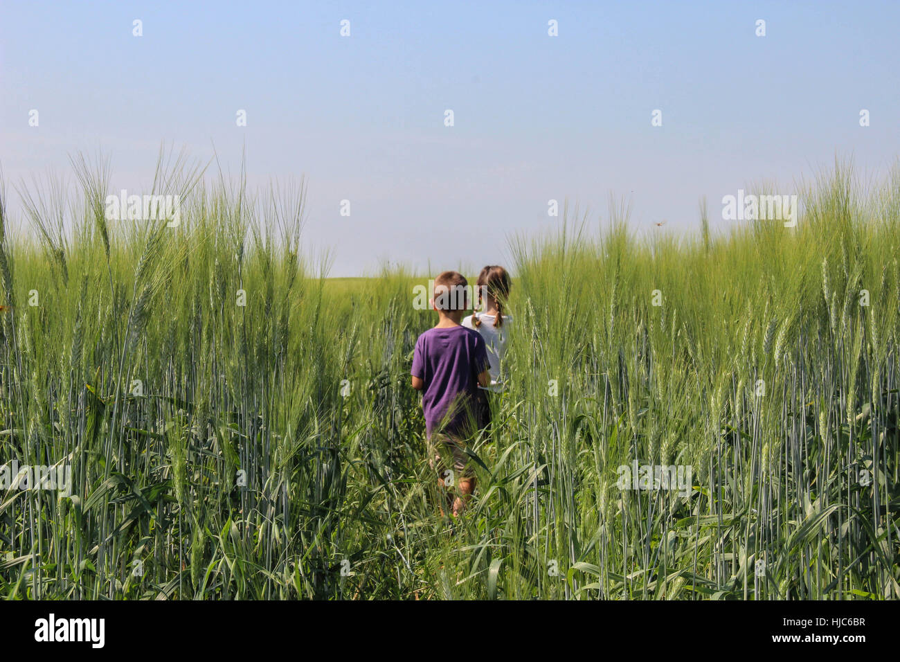 My children enjoying getting lost in a wheat field in Canada. Stock Photo