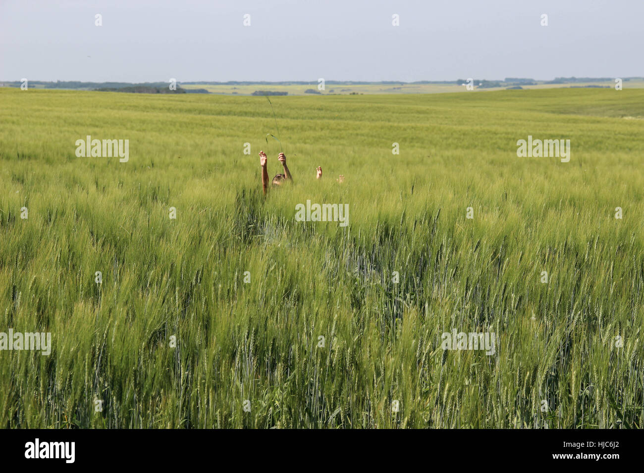 My children enjoying getting lost in a wheat field in Canada. Stock Photo