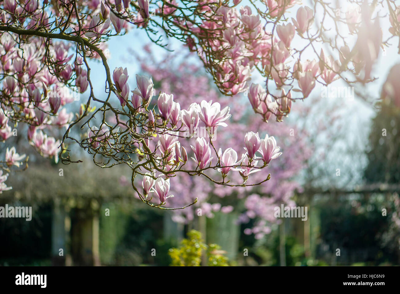 landscape image of the beautiful spring flowering Magnolia tree/shrub pink, goblet-shaped flowers, image taken against a blue sky and soft background. Stock Photo