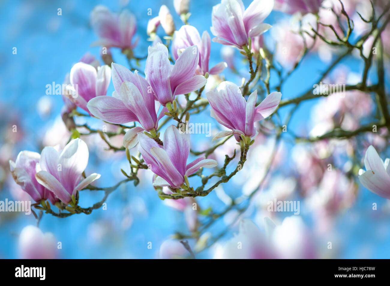 Flowering magnolia tree hi-res stock photography and images - Alamy