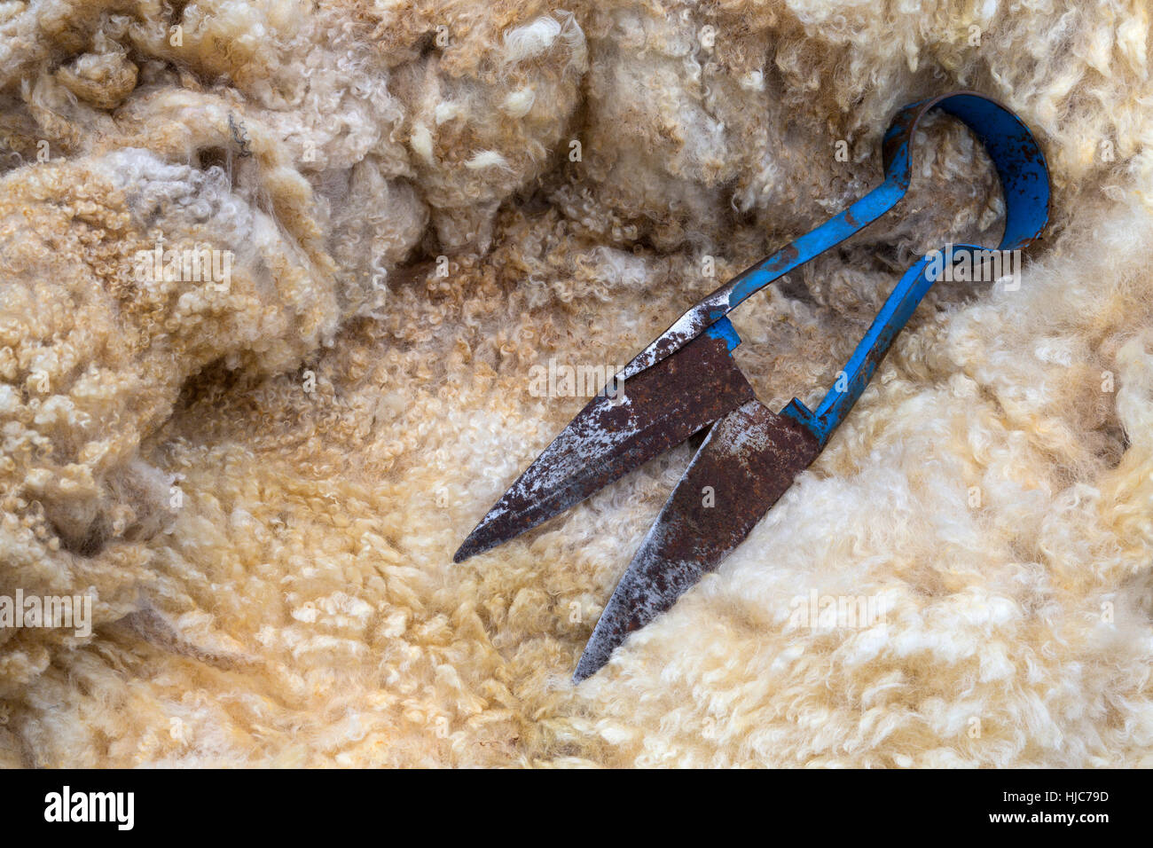 Traditional Blade Shears Sheep shearing is the process by which the