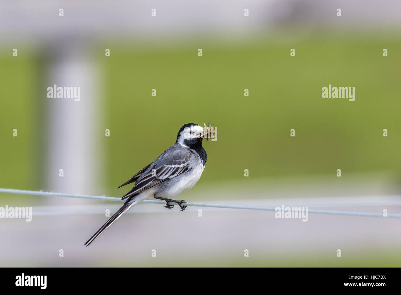 Wagtail with insects in its beak Stock Photo - Alamy