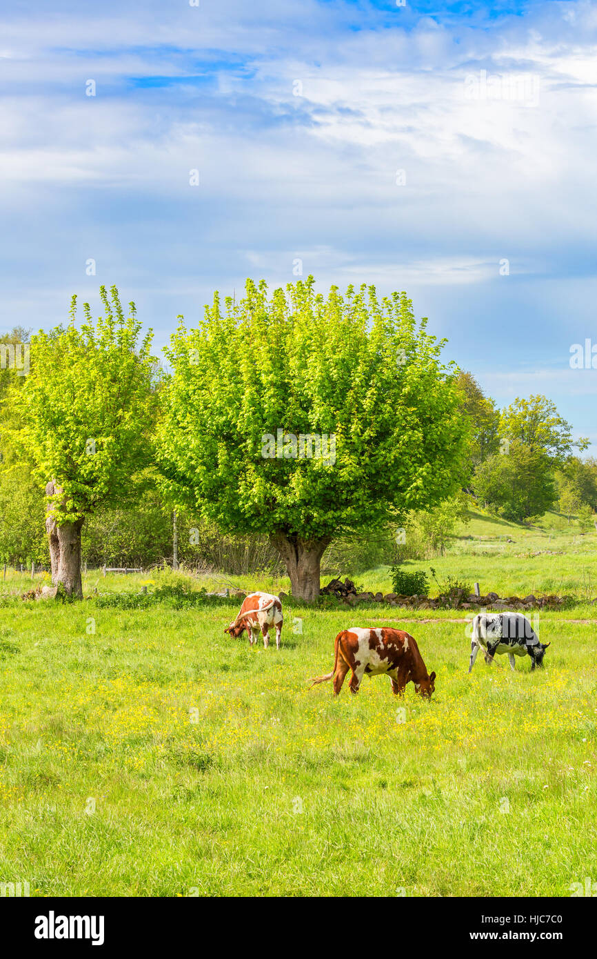 Grazing dairy cows on a summer meadow Stock Photo Alamy
