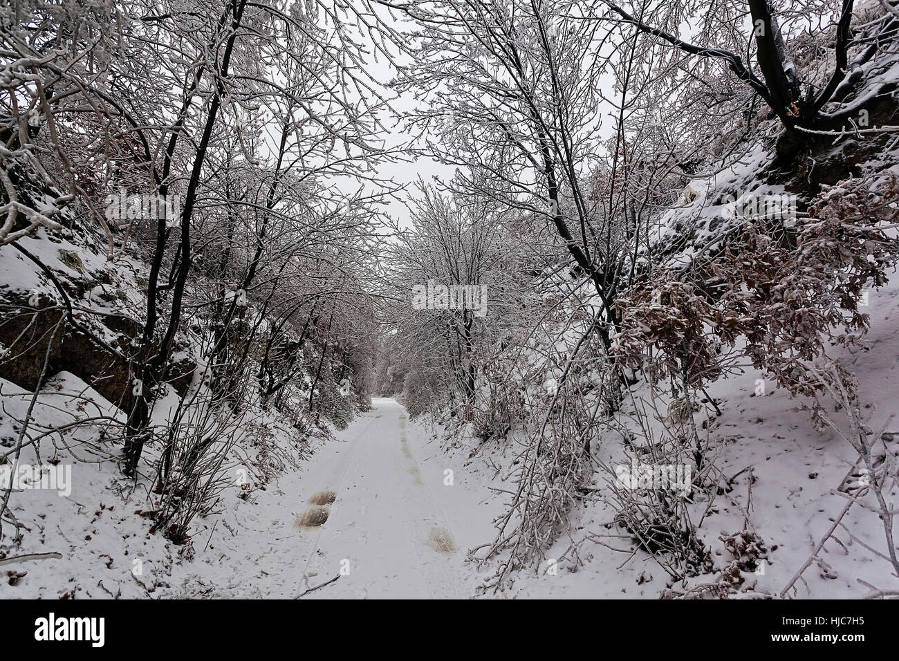 Leaves and branches of trees in winter covered with ice Stock Photo - Alamy