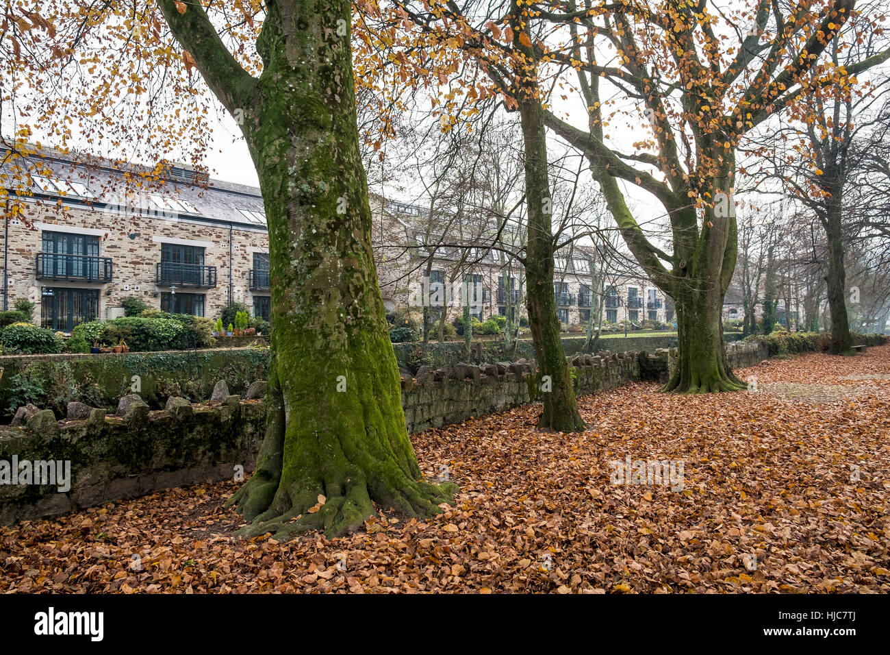 Beech Trees on the banks of the River Fowey in the historic town of Lostwithiel, Cornwall, England. Stock Photo