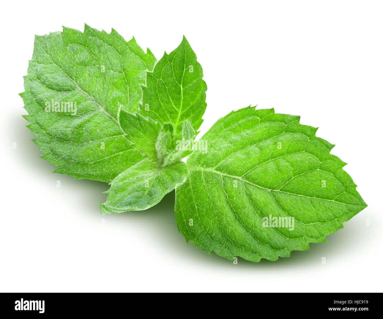 mint isolated on white background with clipping path Stock Photo - Alamy