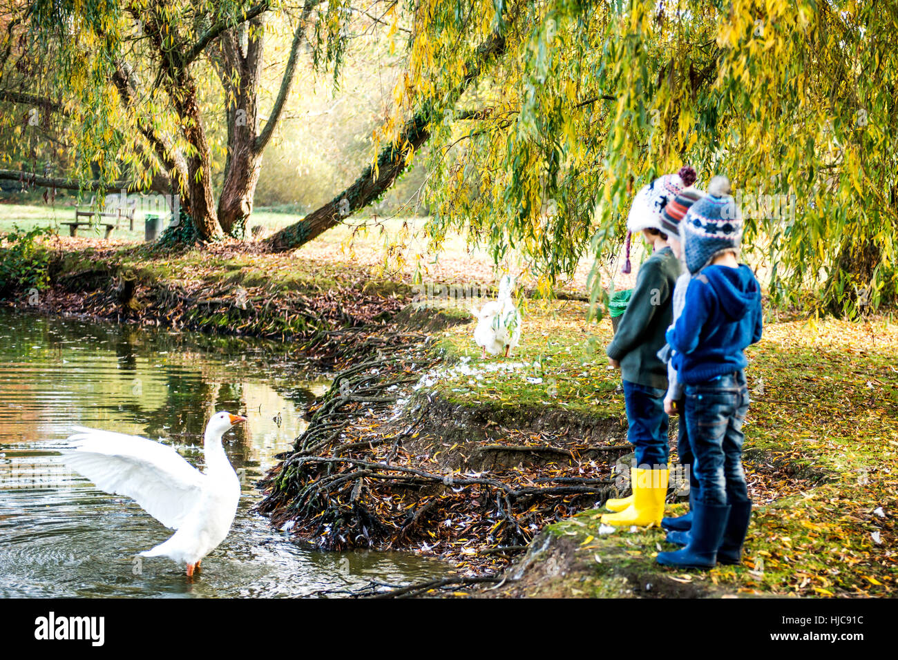 Three young boys, standing beside lake, watching goose in water Stock Photo