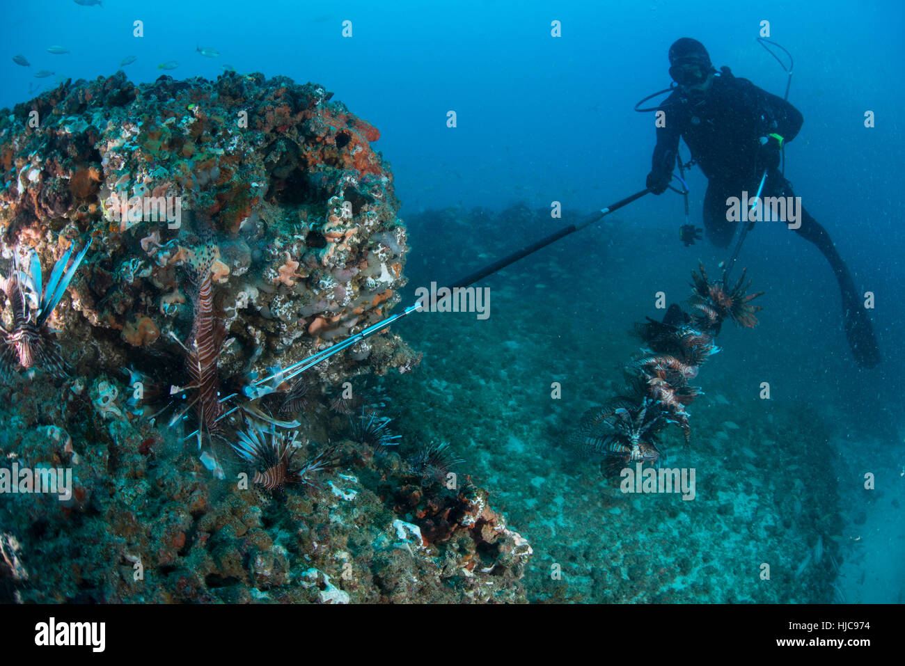 Diver collects invasive lionfish from local reef Stock Photo