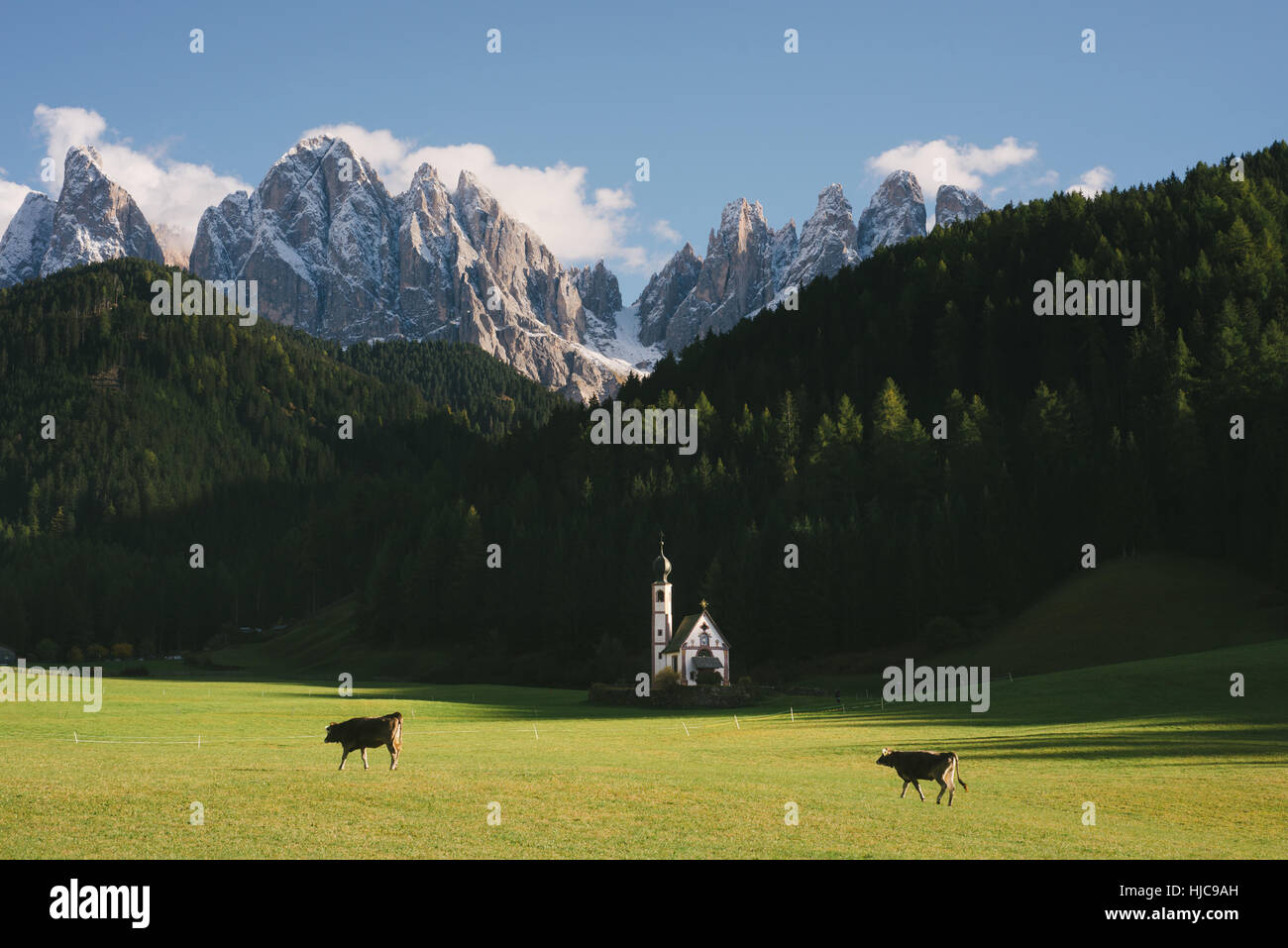 Cows grazing, Santa Maddalena, Val di Funes (Funes Valley), Dolomite Alps, Italy Stock Photo