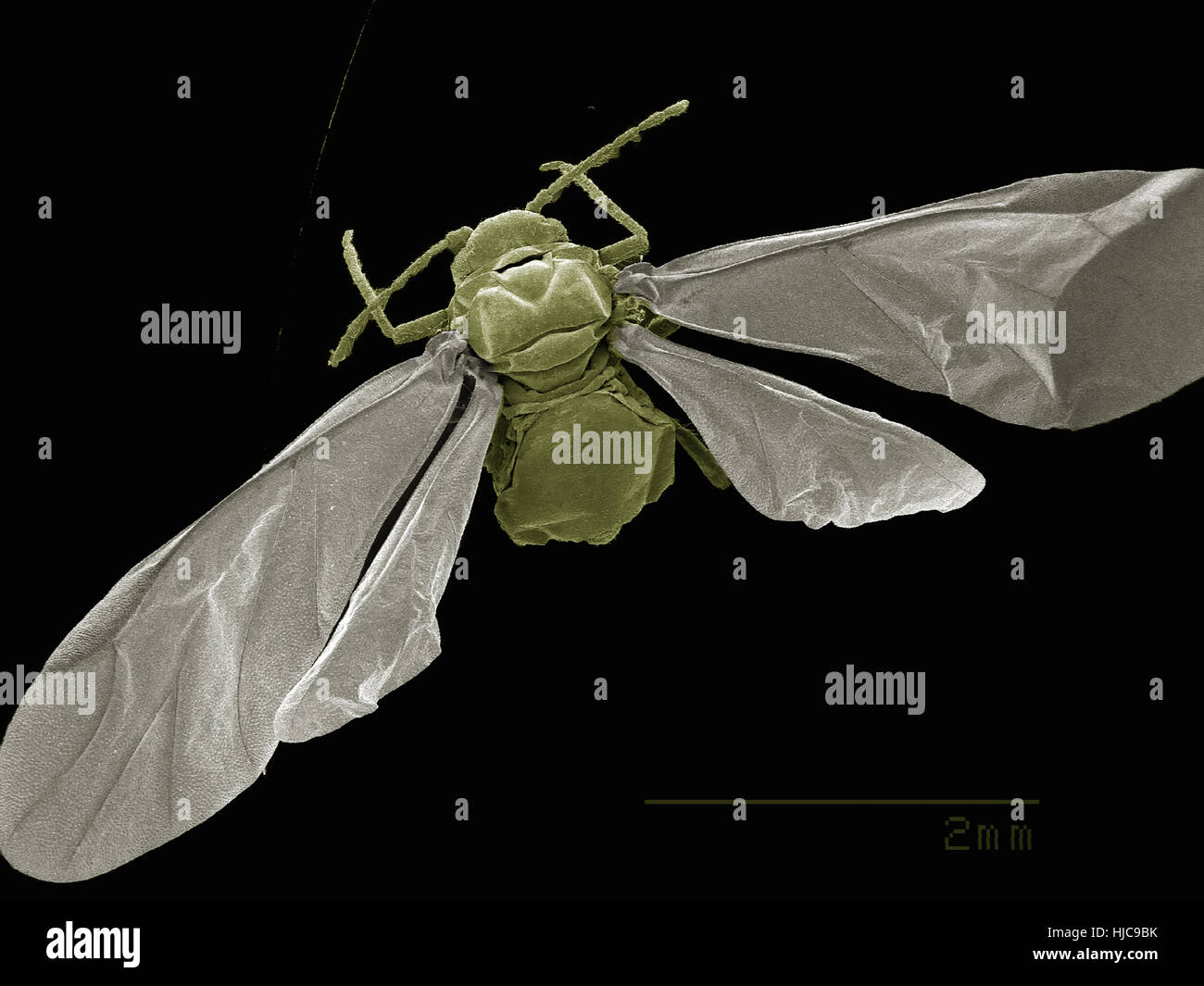 Dorsal view of winged aphid, Hemiptera Stock Photo