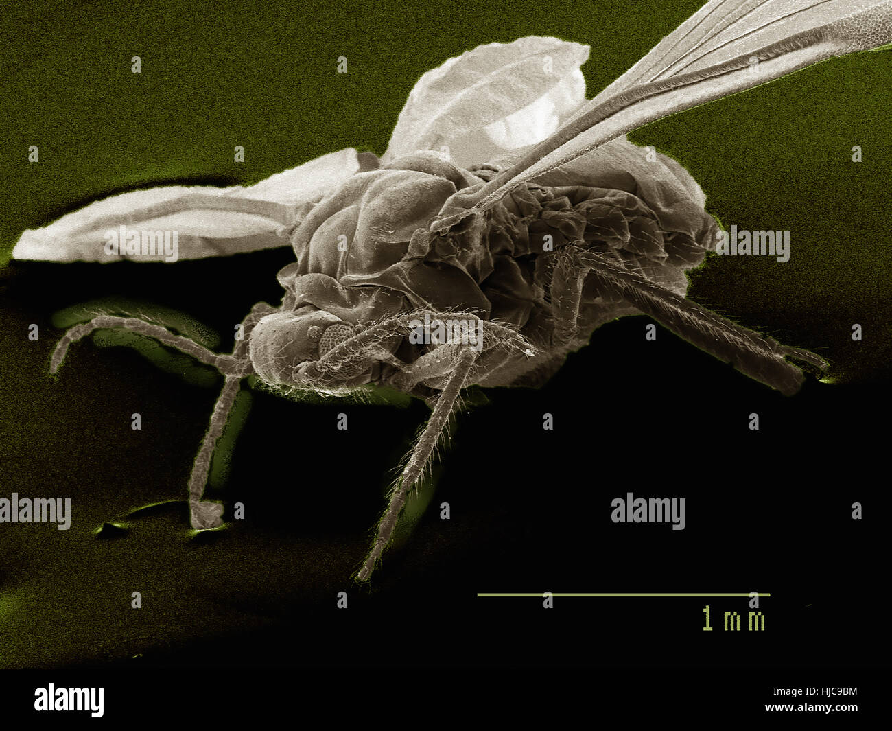 Lateral view of winged aphid, Hemiptera Stock Photo