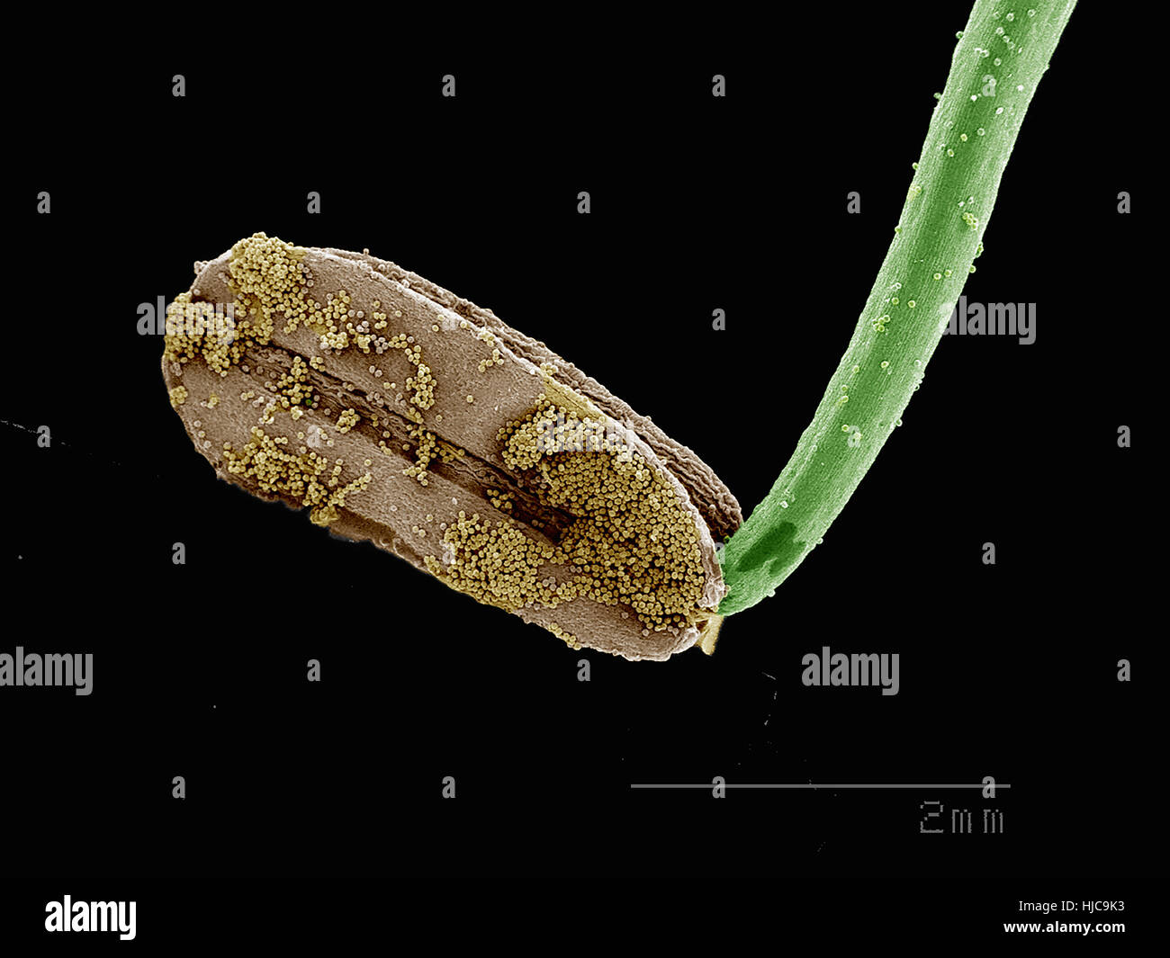 Anther with pollen of (Ranunculales: Ranunculaceae) Helleborus sp Stock Photo