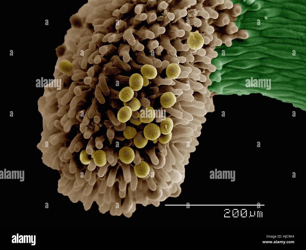 Anther with pollen of (Ranunculales: Ranunculaceae) Helleborus sp Stock Photo