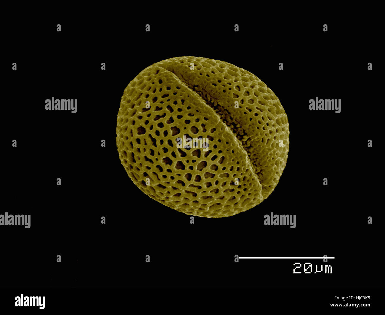 Pollen of (Ranunculales: Ranunculaceae) Helleborus sp Stock Photo