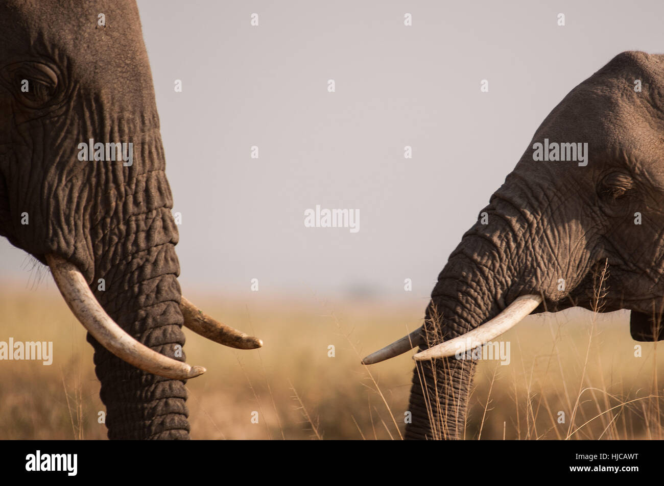 African elephants meet and greet in the plains of Masai Mara, southern Kenya Stock Photo