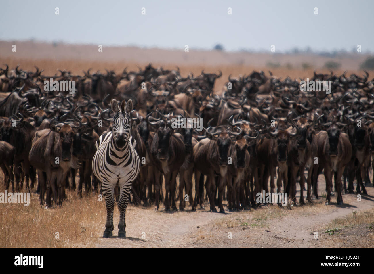 Zebra leading hundreds of wildebeests on their yearly migration through the Mara River, between Tanzania and Kenya Stock Photo