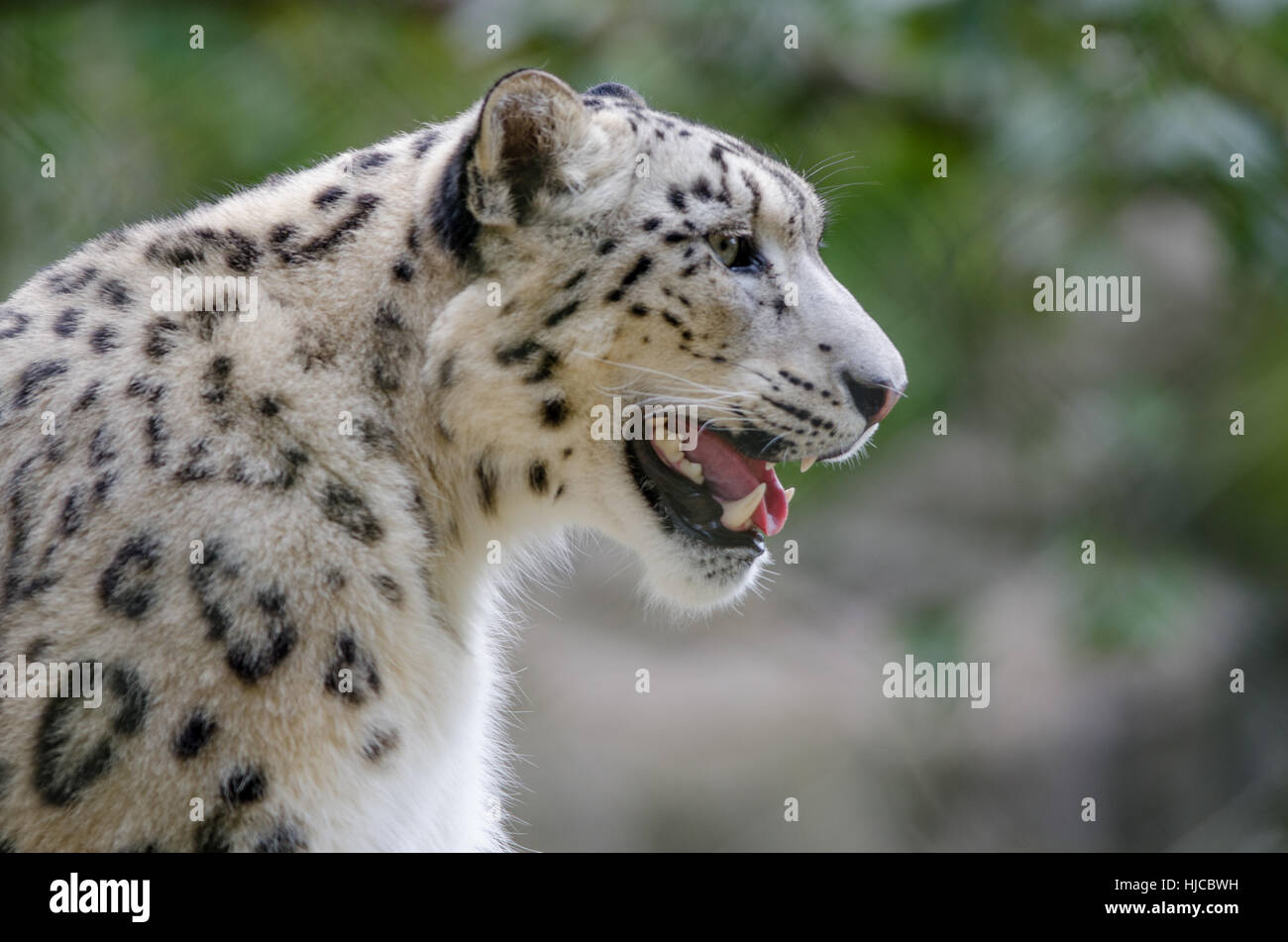 Snow leopard in profile in hi-res stock photography and images - Alamy