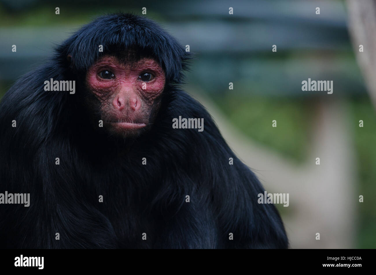 A red-faced spider monkey sits Stock Photo - Alamy