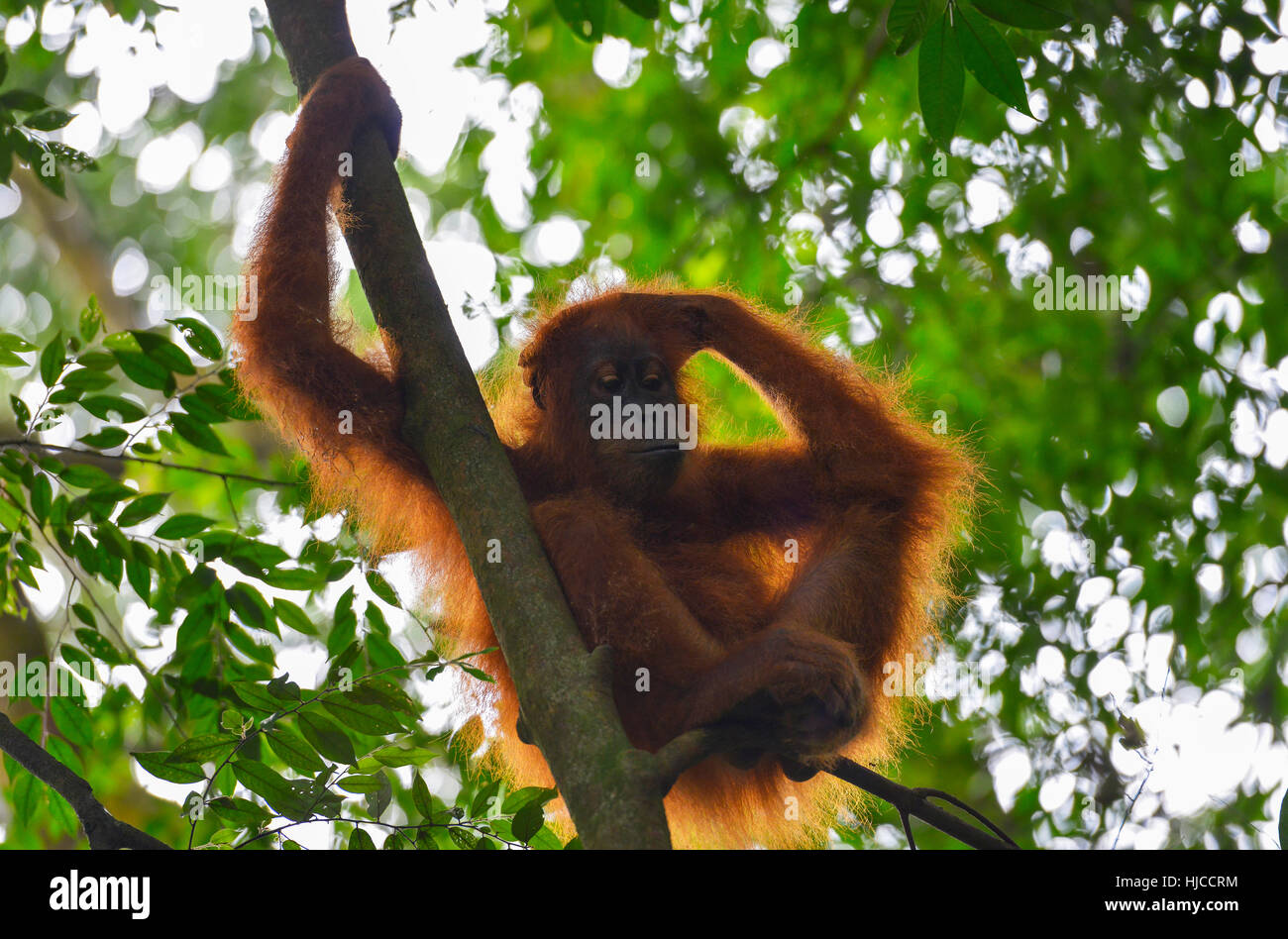 Orangutan in the jungle in Bukit Lawang, Sumatra, Indonesia Stock Photo