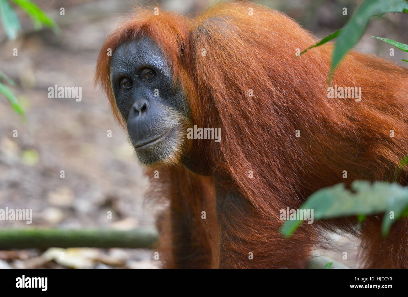 Orangutan in the jungle in Bukit Lawang, Sumatra, Indonesia Stock Photo
