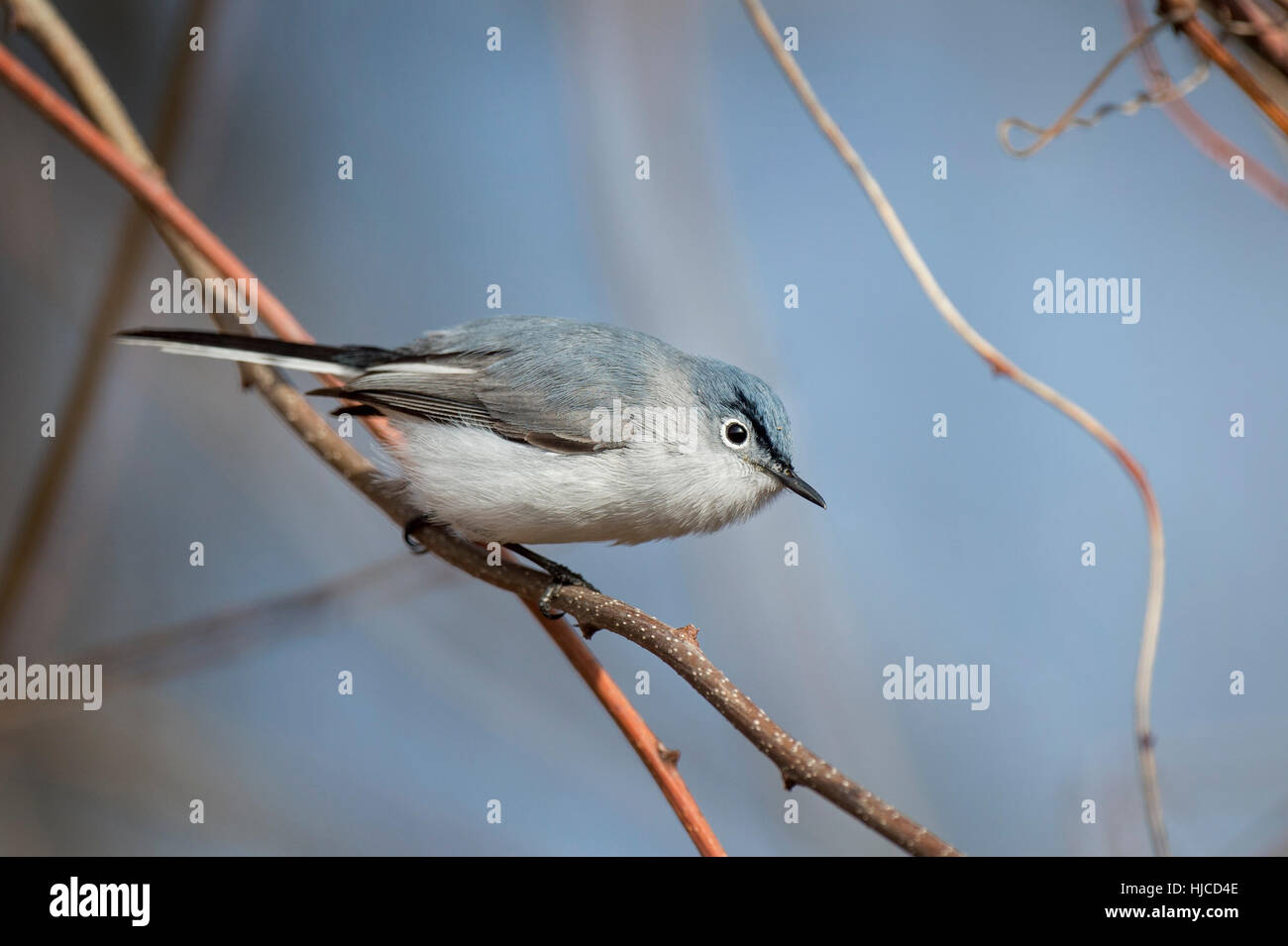 A Blue-gray Gnatcatcher perched on a small branch with a blue sky background. Stock Photo