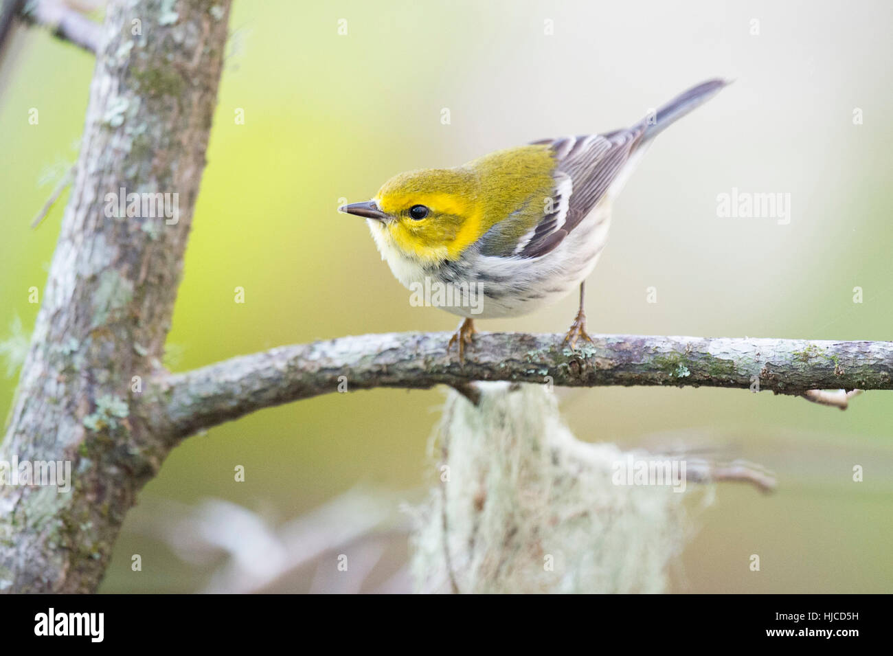 A Black-throated Green Warbler perched on a branch out in the open. Stock Photo