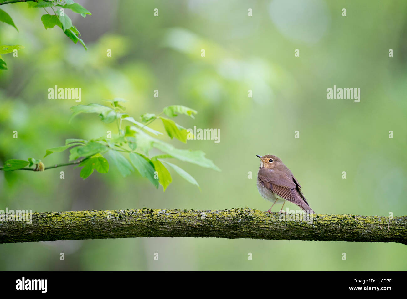 A small brown bird perches on a moss covered branch among some new