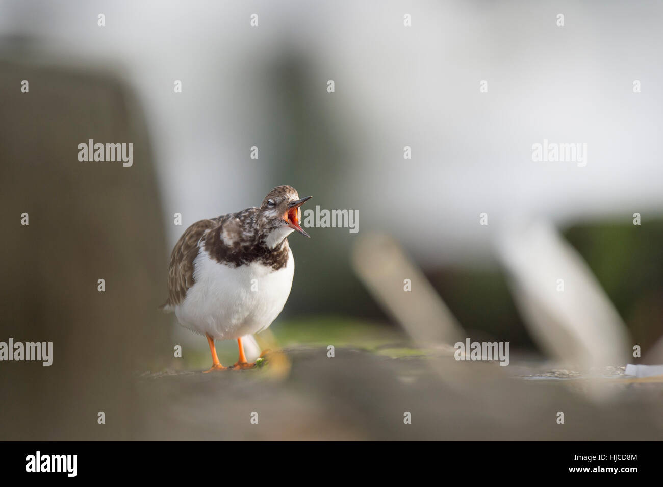 A Ruddy Turnstone calls loudly as it stands on a jetty. Stock Photo