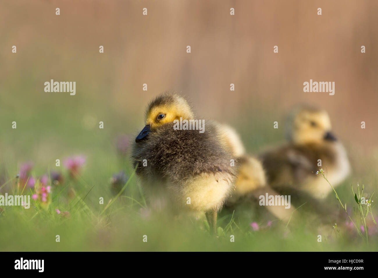 Small Canada Gooslings sit in the tall grass with small purple flowers as the morning sunlight warms them up. Stock Photo