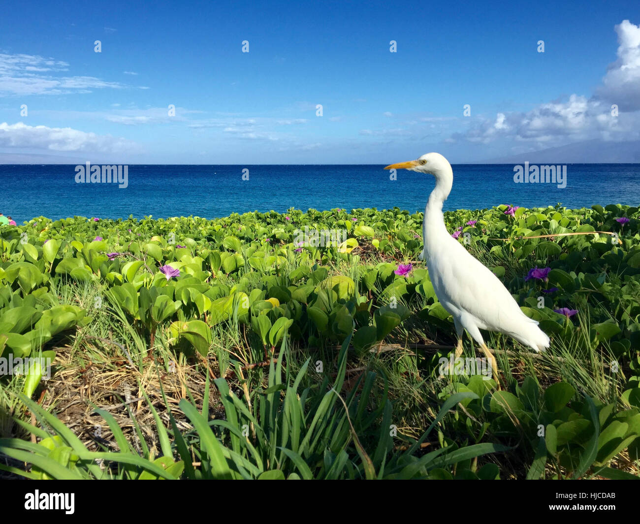 A Cattle Egret stands in a group of green plants and purple flowers in front of a tropical ocean. Stock Photo