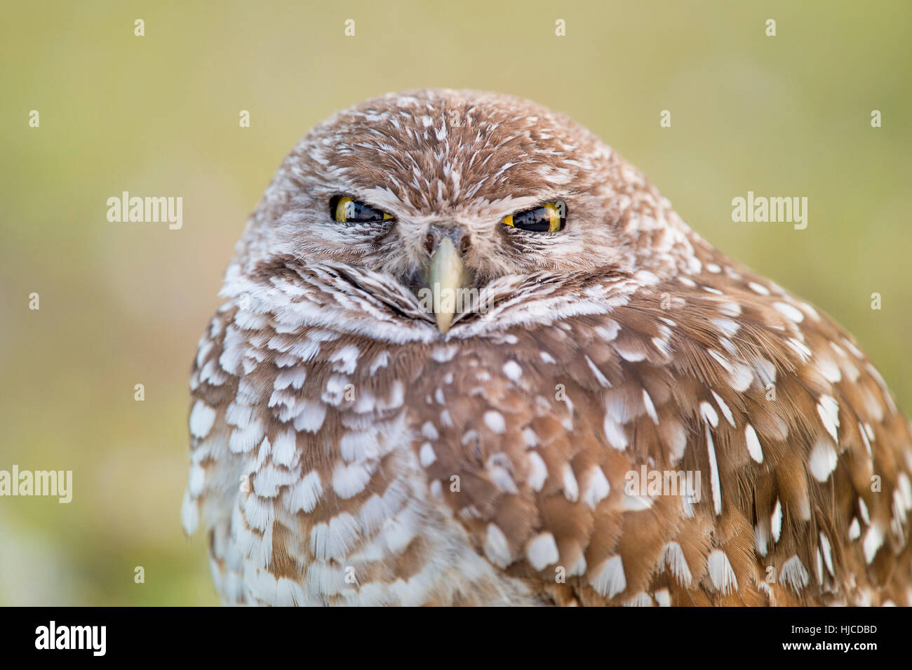 A Florida Burrowing Owl stares right at the camera with its eyes