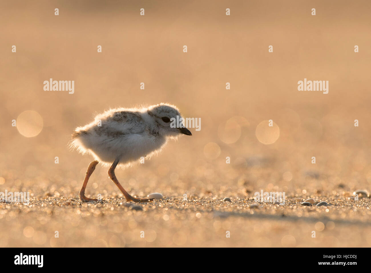 An endangered cute and tiny Piping Plover chick stands on a sandy beach as the early morning sun shines from behind it. Stock Photo