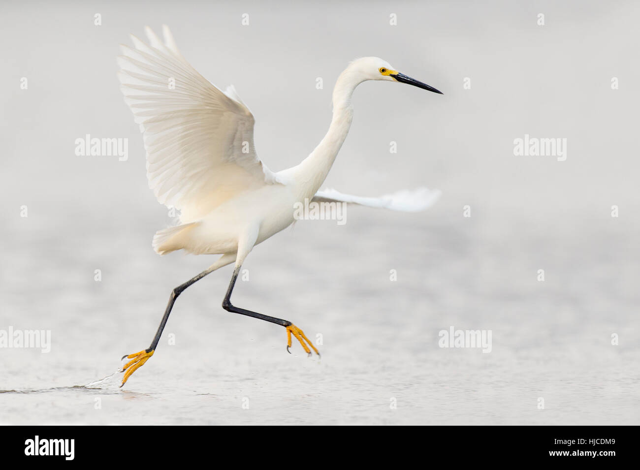 A Snowy Egret jumps and flaps around as it searches for food in the shallow water on an overcast day. Stock Photo