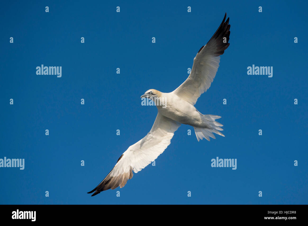 A Northern Gannet flying with its wings spread wide in front of a blue sky on a bright sunny day. Stock Photo