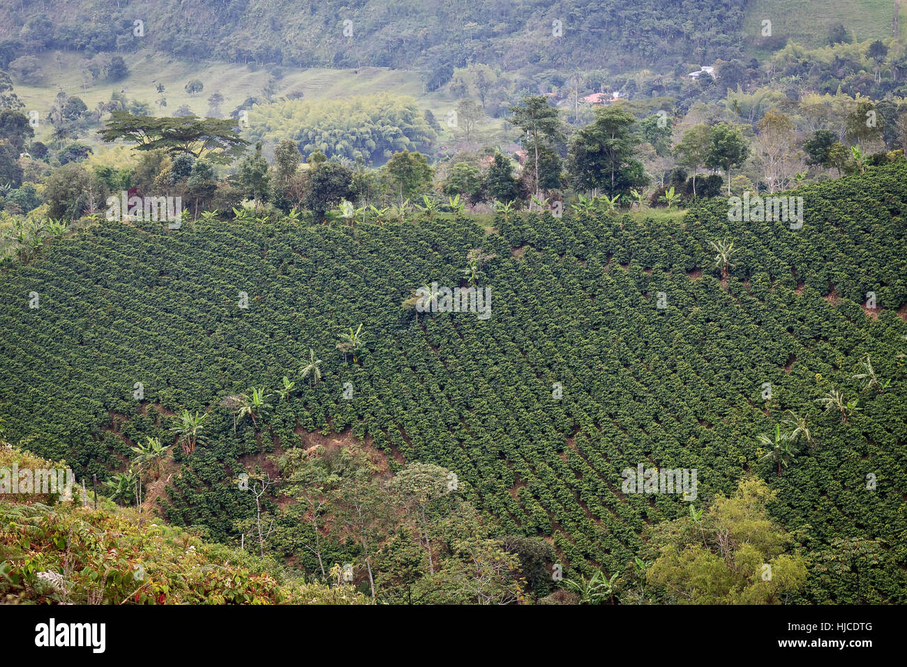 Coffee growing in colombia hires stock photography and images Alamy