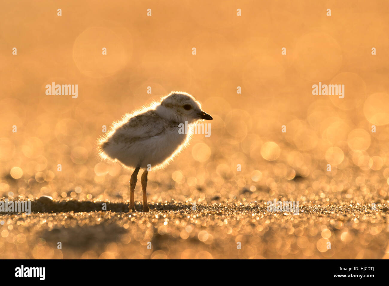 A tiny endangered Piping Plover Chick glows in the early morning sunlight as it stands on a sandy beach. Stock Photo