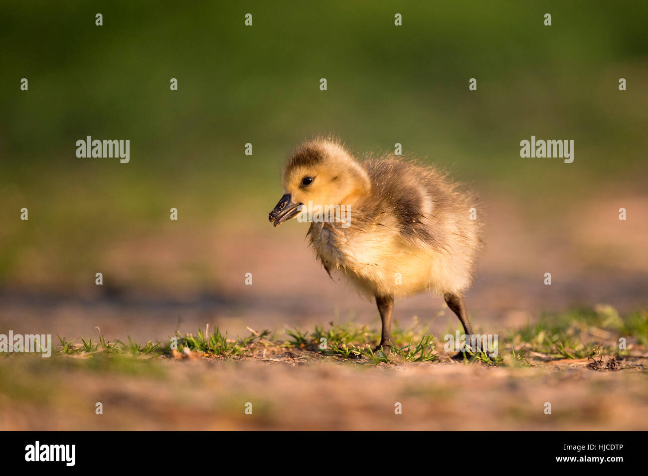 A Canada Goose gosling searches for food as the early sun lights up its small fuzzy body. Stock Photo