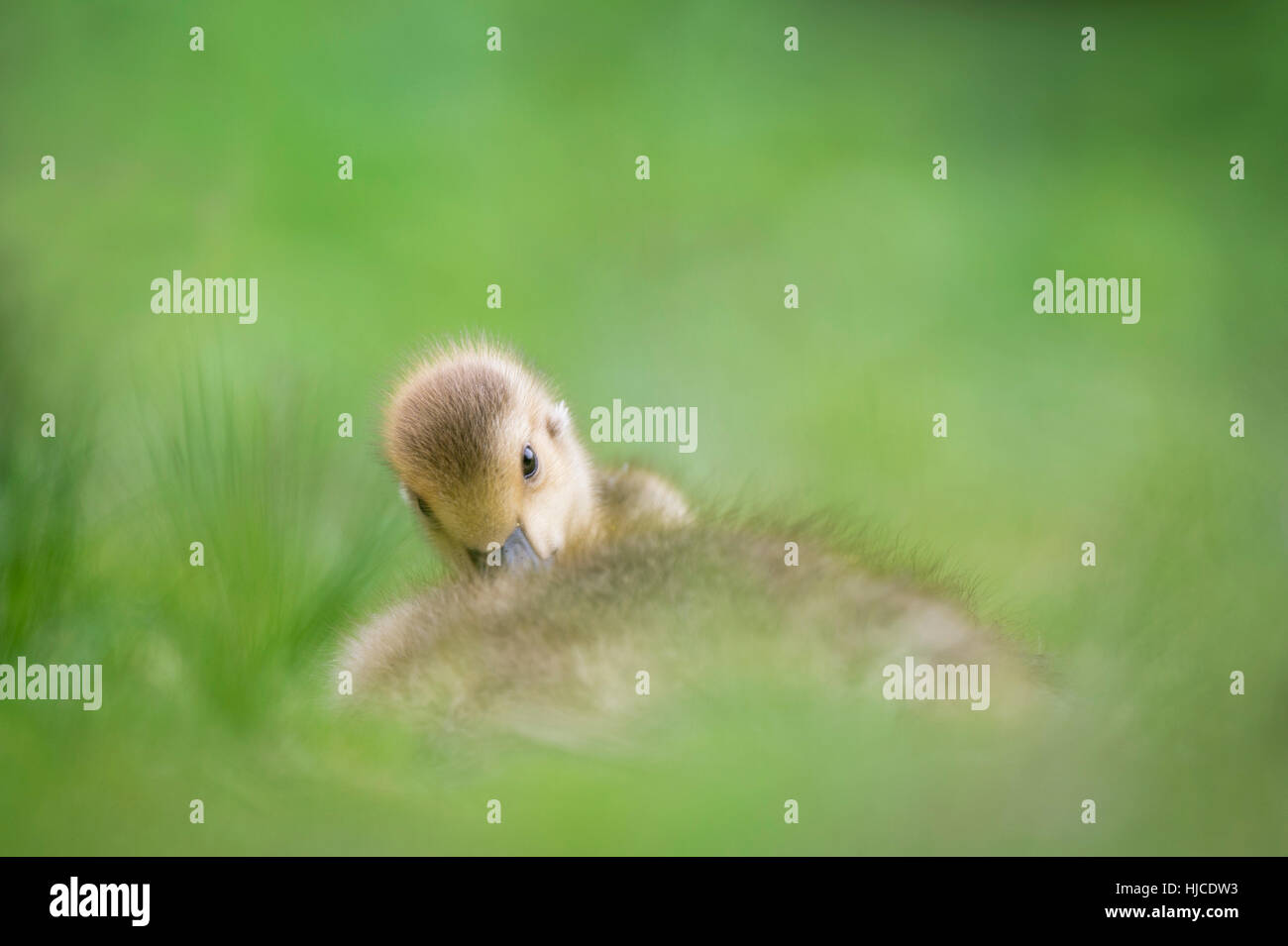 A small gosling tucks its head in while laying in tall green grass. Stock Photo