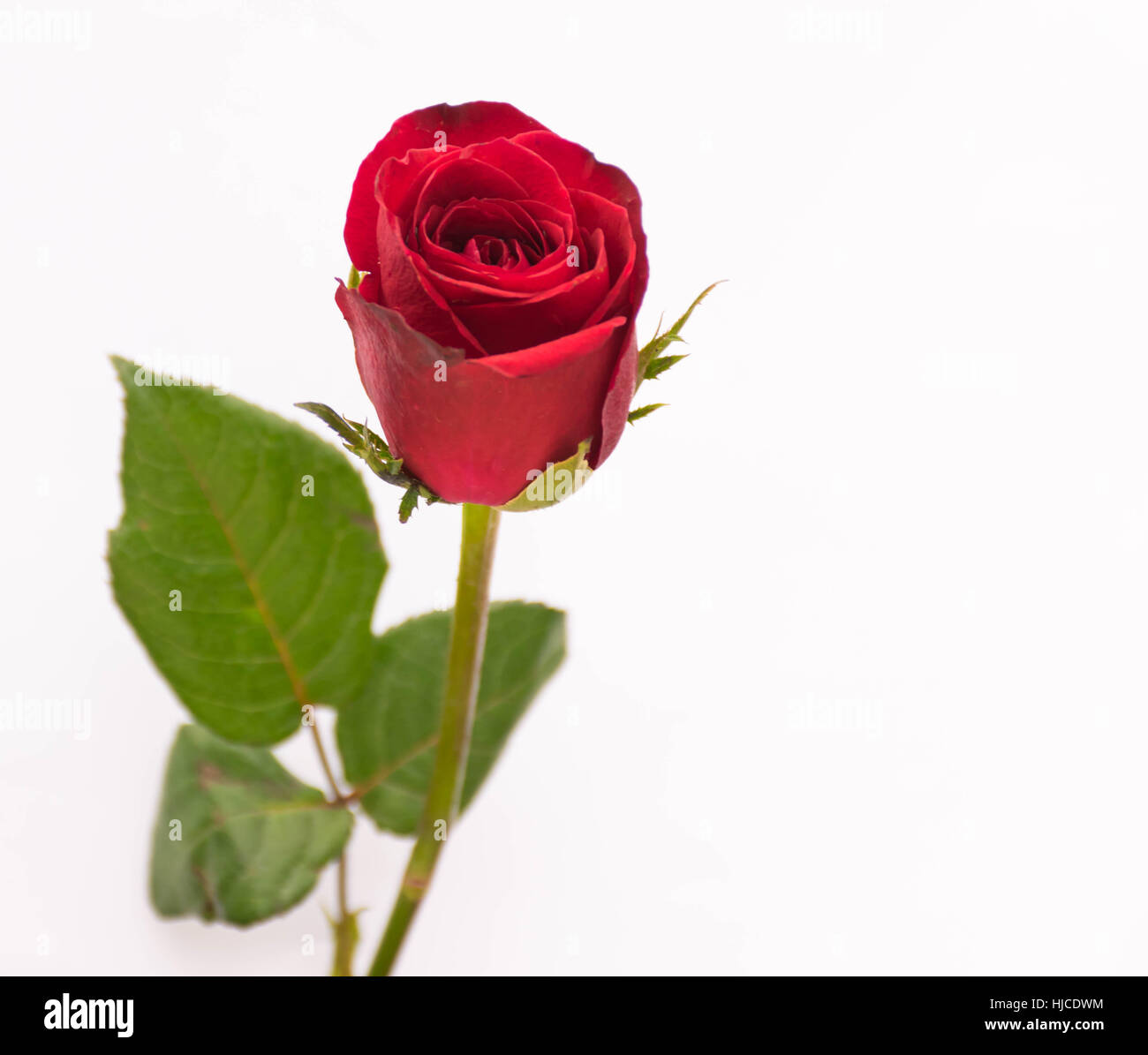 Single red rose heart hi-res stock photography and images - Page 10 - Alamy