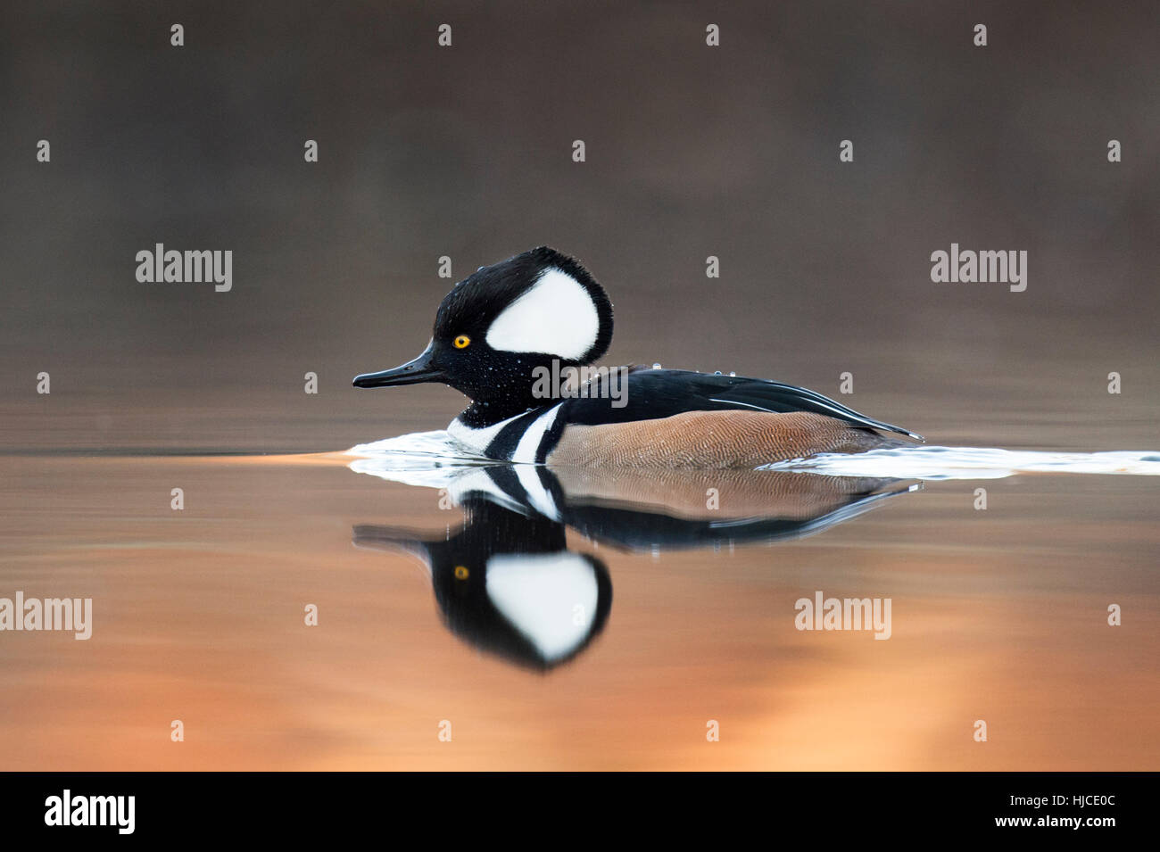 A drake Hooded Merganser floats on the calm surface of the water with a clear reflection of the duck. Stock Photo