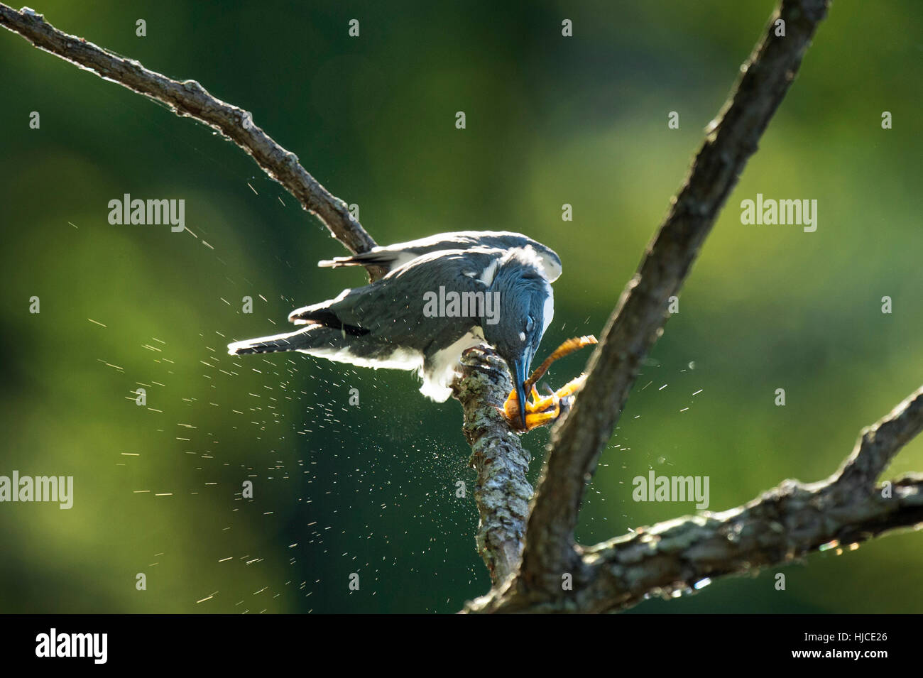 A Belted Kingfisher smashes a small frog against a branch before consuming it on a bright sunny morning. Stock Photo