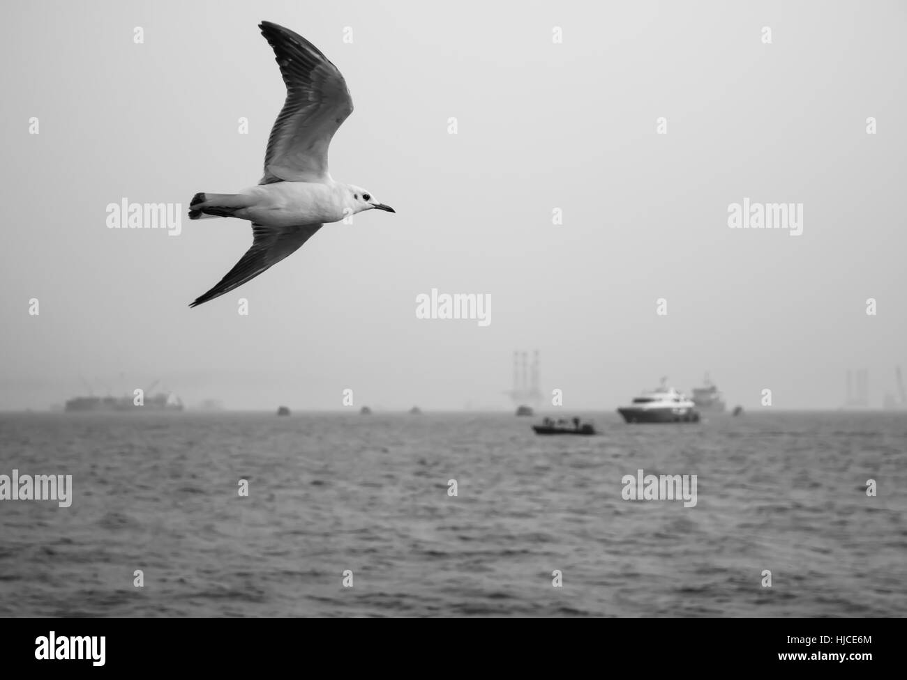 Seagull black & white, bird, sea Stock Photo