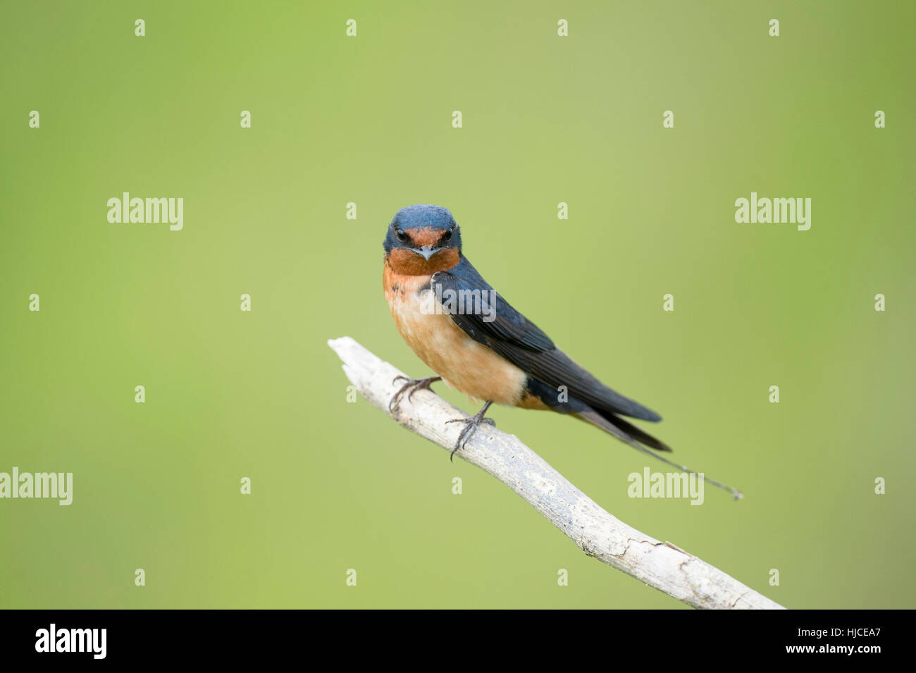 An adult Barn Swallow sits perched on a light branch against a smooth green background. Stock Photo