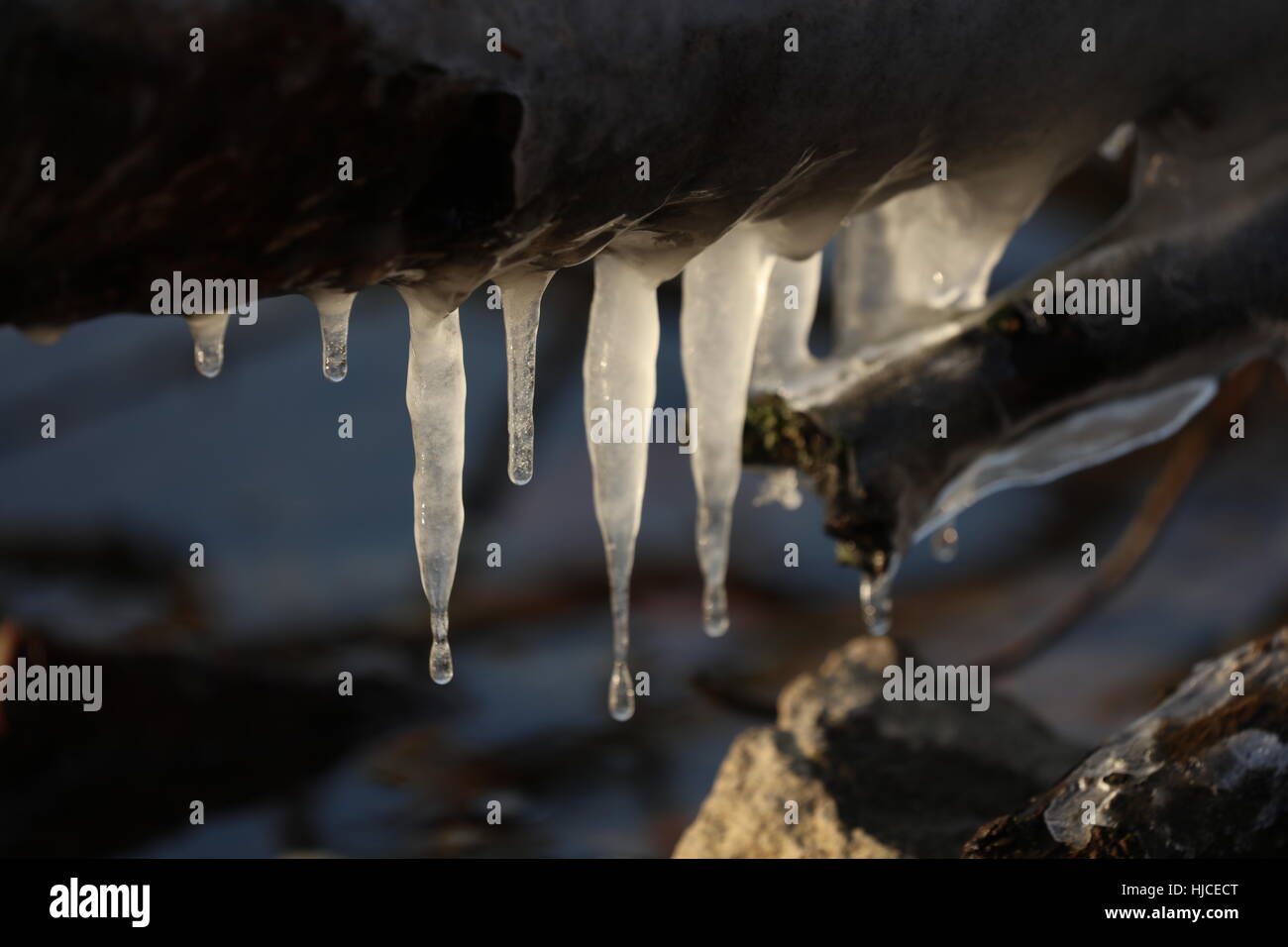 Eiszapfen an einem Baumstamm im Wasser Stock Photo