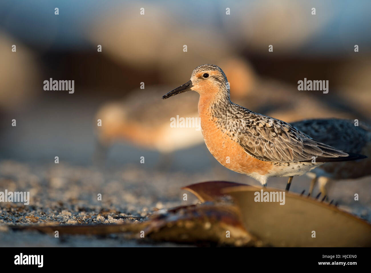 Horseshoe crab red knot hires stock photography and images Alamy