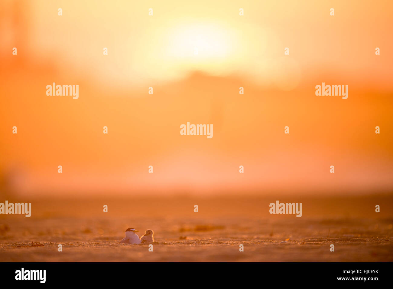 An adult Least Tern keeps an eye on its young tiny chick on a sandy beach bathed in golden morning sunlight. Stock Photo