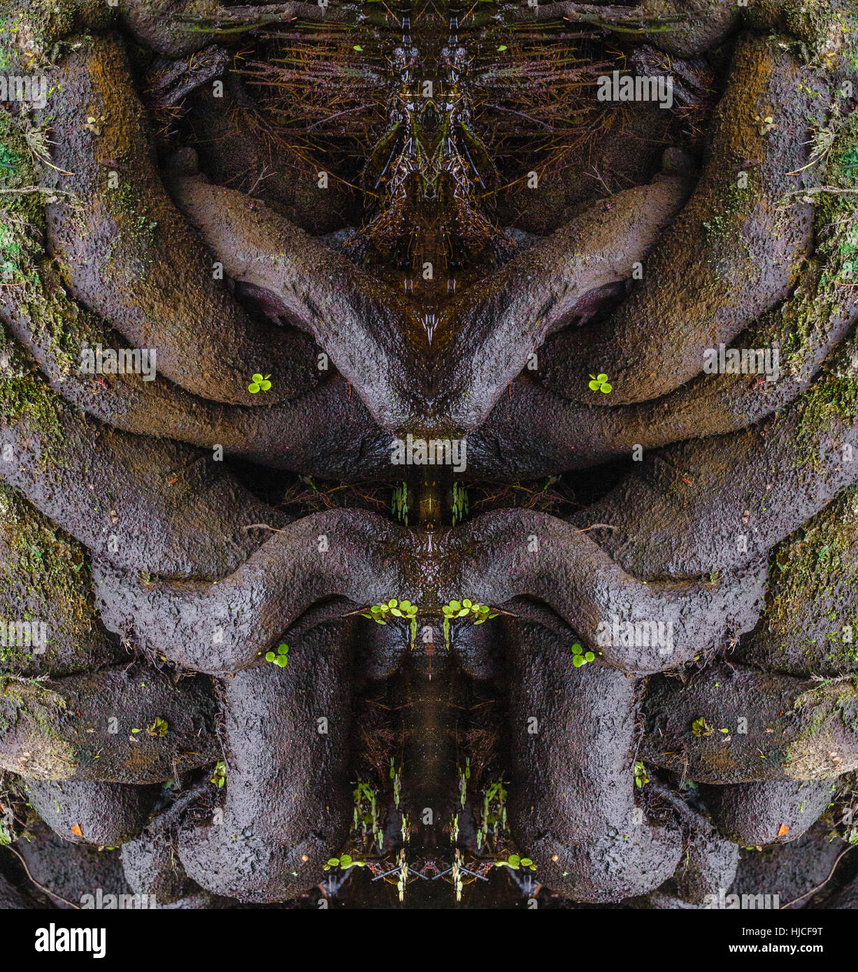 SWAMP ROOT ART Stock Photo Alamy