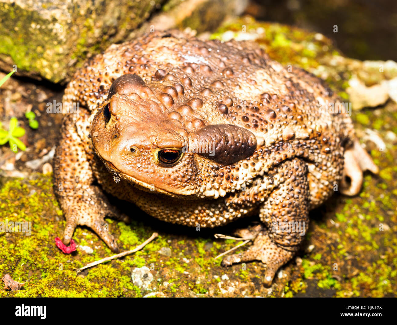 European common toad (Bufo bufo spinosus) - Umbria, Italy Stock Photo