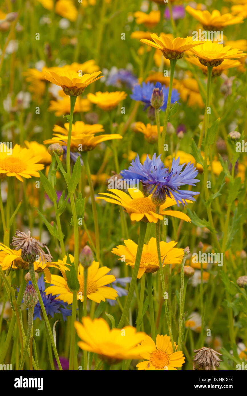 Wild flower colorful summer meadow with red poppies, daisies, blue cornflowers, green grass and weeds Stock Photo